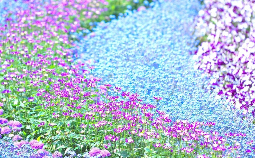 春満開！ 春のお花に秘められた言葉